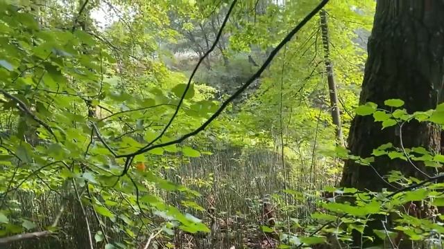 Белые грибочки и «Самолётик молодой» смотреть онлайн