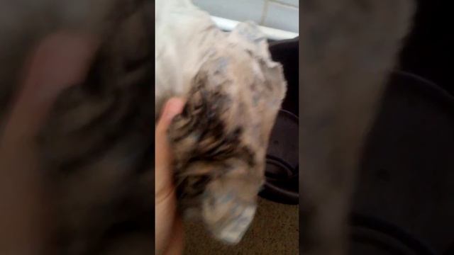 Неделю не было воды из-за фильтров. Чистим фильтры - сетки перед водяным счётчиком и вода пойдёт. смотреть онлайн