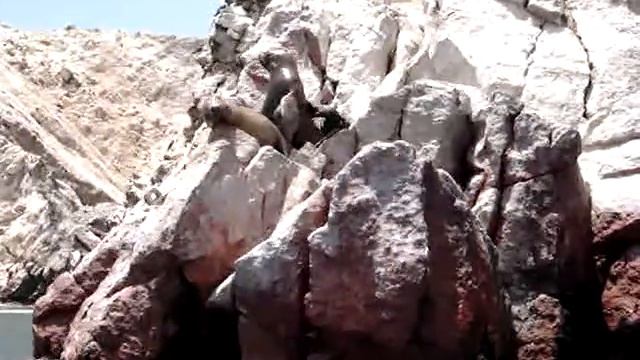 islas_ballestas.MPG смотреть онлайн