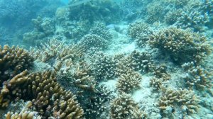 Сейшельские острова. Природа острова Маэ.