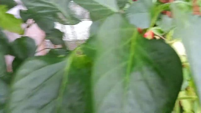 Огород на балконе. Пермский край. Сладкие перцы 31 июля 2021. смотреть онлайн