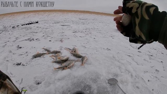 ОКУНЕВЫЙ РАЙ\8кг РЫБЫ С ОДНОЙ ЛУНКИ ЗА 1.5 часа\Зимняя рыбалка 2020-2021 Казахстан Кокшетау оз Копа смотреть онлайн