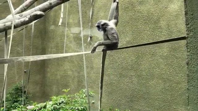 🎥 VIRTUAL ZOO DAY 6 LIVE: Hang with the orangutans! 😃 смотреть онлайн