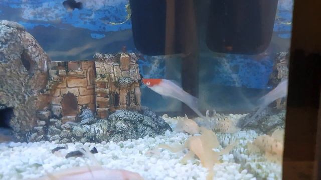 Меченосцы Кохаку (Санта Клаус) 🎅 смотреть онлайн