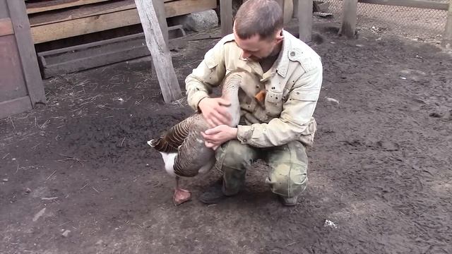Ручной гусь Tamed goose смотреть онлайн