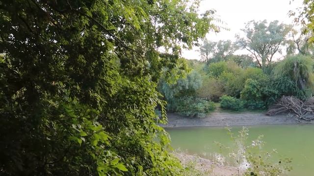 ВЛОГ: Интересные растения Краснодара. Все еще находим неизведанное смотреть онлайн