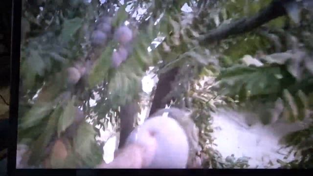 Фрезно(Калифорния)Поздняя Слива.Октябрь 2021г. смотреть онлайн