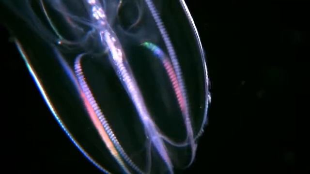 САМЫЕ ЖУТКИЕ ХИЩНИКИ ОКЕАНА!!! смотреть онлайн