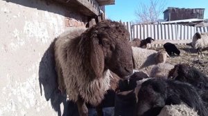 Соль для овец, почему важно включать соль в рацион баранов,( тұз қойларға)
