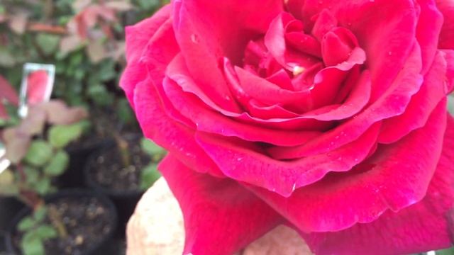 Roses, Best Roses, Mr Lincoln Rose , Perfumed Roses, Most Fragrant Roses , Roses Fragrant, Red Rose