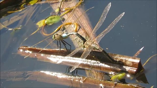 2018 28 09 ДОЗОРЩИК ТЁМНОЛОБЫЙ ОТКЛАДЫВАНИЕ ЯИЦ В ВОДУ ГЛАВНОЕ НЕ УПАСТЬ В НЕЁ смотреть онлайн