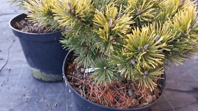 Сосна горная Офир (Ophir)