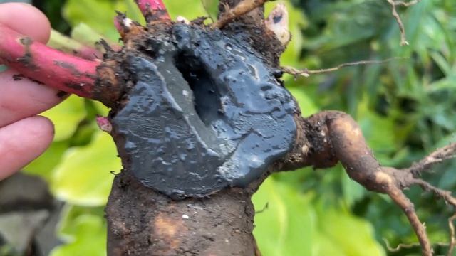 КАК ПОДЕЛИТЬ И ПОСАДИТЬ ПИОН смотреть онлайн