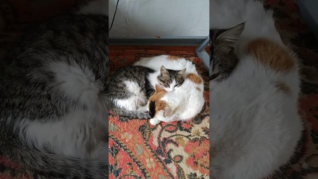 Дядя Василий с племяшом Басиком(Барсетка)