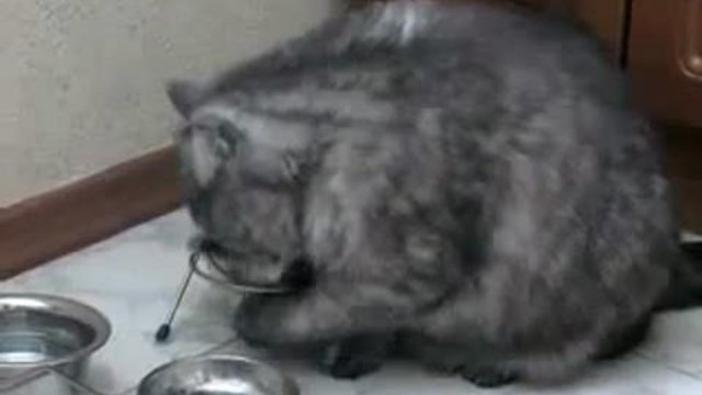 Голодный кот. смотреть онлайн