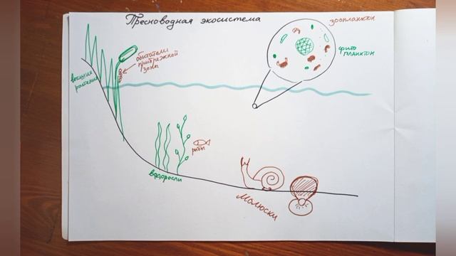 Цепи питания. Биология, видеоурок, пресноводная экосистема смотреть онлайн