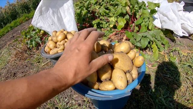 НЕ ГРОХОТНАЯ КАРТОФЕЛЕКОПАЛКА В РАБОТЕ смотреть онлайн