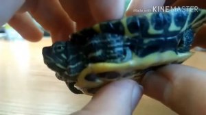 Как определить пол краснухой черепашке ?