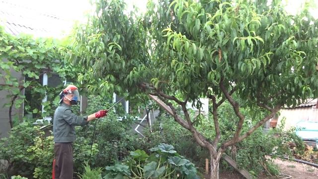 Тля достала персик и я борюсь с тлёй раствором дегтярного мыла. Результат налицо в этом фильме. смотреть онлайн