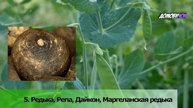 Что Посадить в Огороде ЛЕТОМ - Что Посадить в ИЮНЕ, ИЮЛЕ и в АВГУСТЕ смотреть онлайн