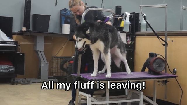 Meeka Goes To The Groomers.AGAIN! (She SCREAMS!) ?