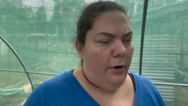 Weekly Homestead Chat | Seed Staging, Hatching Guinea Fowl | A new Q&A ? | Off Grid Australia 208 смотреть онлайн