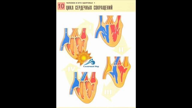 Комплект таблиц по биологии дем. "Человек и его здоровье 1" (20 табл., А1) - видео презентация. смотреть онлайн