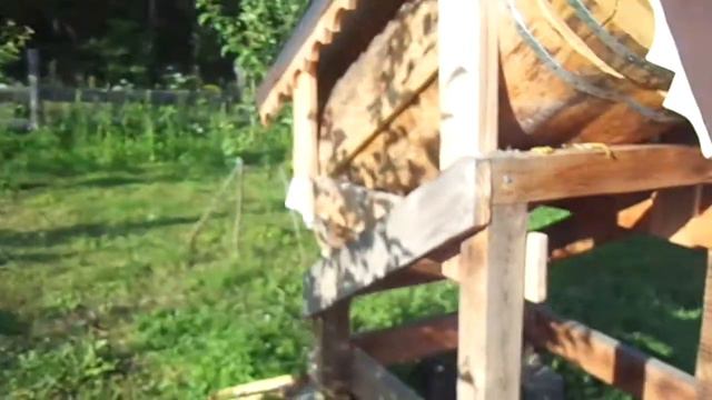 Заселение пчёл в колоду. День первый. смотреть онлайн