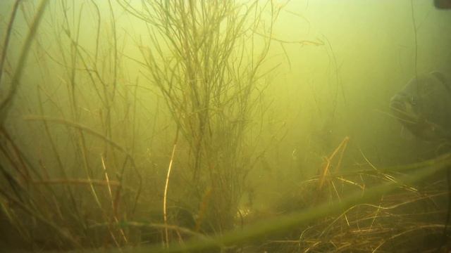 И опять только ваниль. На этот раз ближе к чистой воде и сразу больше выбор рыбы смотреть онлайн