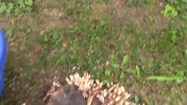 Заготовка грибов на зиму в собственном лесу смотреть онлайн