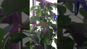 Перец Кубышка