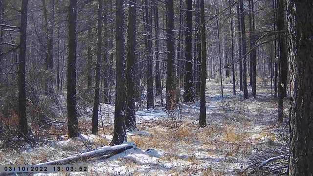 ЗВЕРИ В ТАЙГЕ ОСЕНЬЮ КАК НАСТУПАЕТ ЗИМА смотреть онлайн