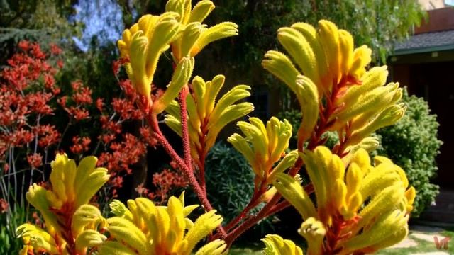Кенгуровая лапка (лат. Anigozanthos) смотреть онлайн