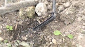 Капельный ПОЛИВ ЖУК. Мой отзыв после сезона эксплуатации.