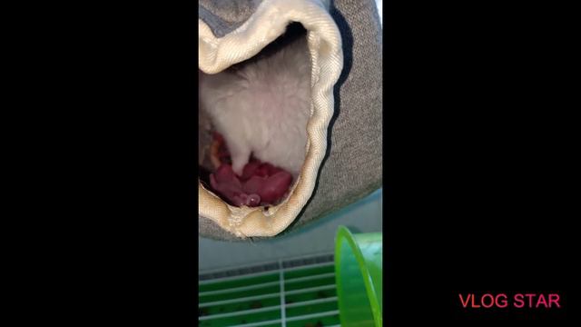 рождение крысят, первые секунды жизни смотреть онлайн