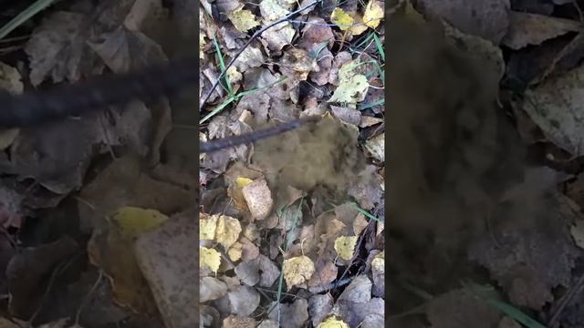 Гриб-дождевик смотреть онлайн