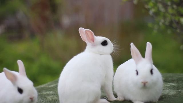 Карликовые кролики хототы (dwarf hotot rabbit, farbenzwerg hotot, kleurdwerg hotot) смотреть онлайн