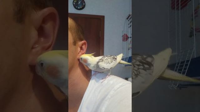 Корелла. Поведение самки, зазывает самца для спаривания. смотреть онлайн