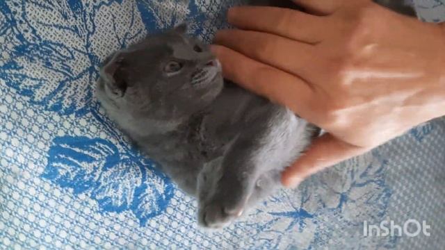 У Лукоморья дуб зеленый 6 смотреть онлайн