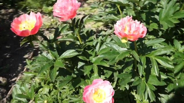 Пион PINK HAWAIION CORAL смотреть онлайн