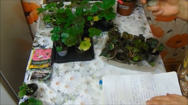 Эустома.пеларгония и красавица бегония.спустя три месяца после посева))) смотреть онлайн