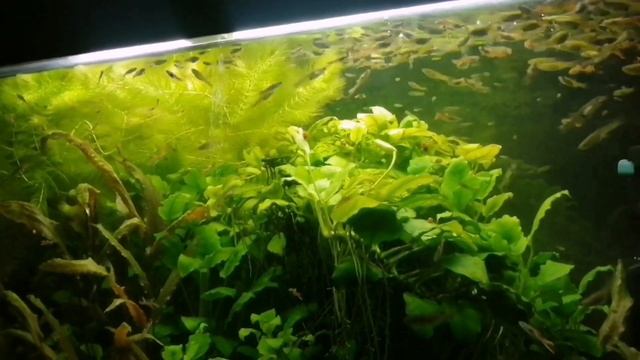 Гуппи Эндлера (карликовые гуппи). смотреть онлайн