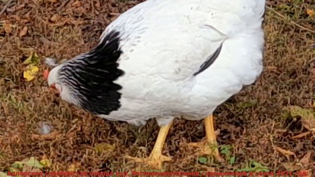 Адлерская серебристая порода кур. Экспериментальное скрещивание в сезон 2021 год смотреть онлайн