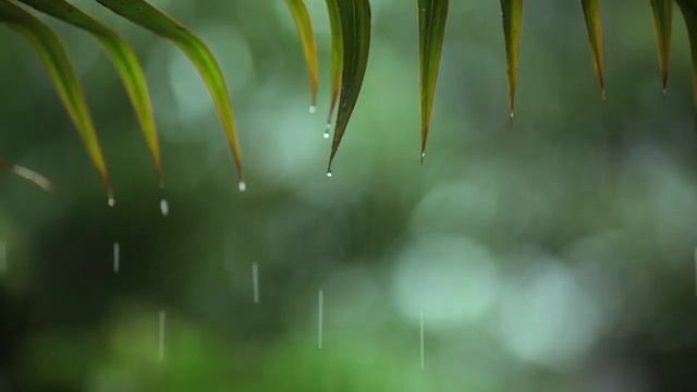 Peaceful Piano & Rain Sounds _ Relaxing Piano, Sleep Music, Background Music.mp4