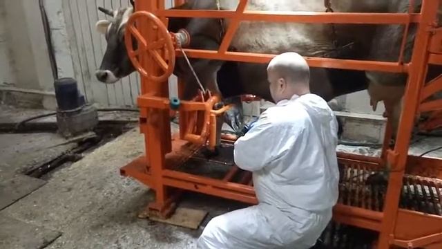 Обрезка копыт у КРС смотреть онлайн
