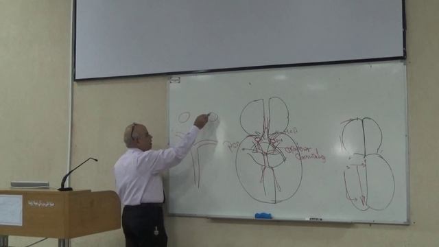 Neuroanatomy 15th lec (Dr.gamal) смотреть онлайн