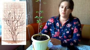 КЛЕМАТИС после покупки. Первый уход и пересадка