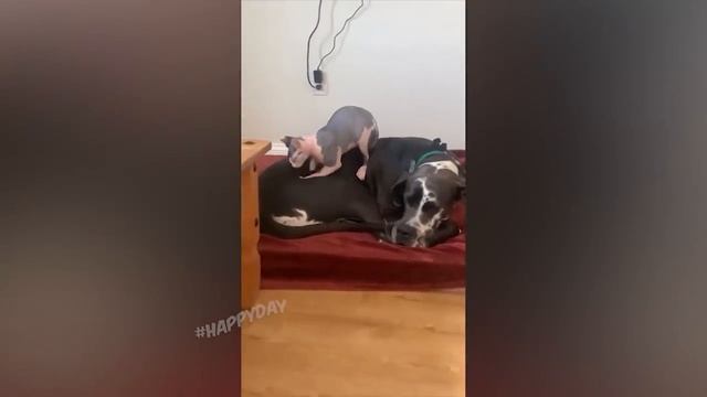 Сборник видео-приколов с кошками. Смешные видео смотреть онлайн