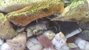 червячки в грунте аквариума???