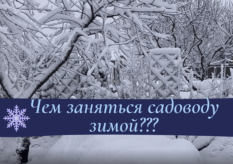 Чем заняться садоводу зимой?